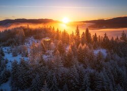 Drzewa na górze zimową porą we mgle w świetle wschodzącego słońca