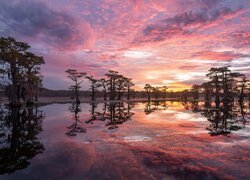 Jezioro, Caddo Lake, Las, Drzewa, Zachód słońca, Chmury, Stan Teksas, Stany Zjednoczone