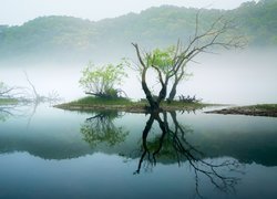 Jezioro, Drzewa, Mgła