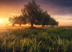 Drzewa na łące w blasku wschodzącego słońca