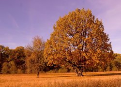 Drzewa na łące w kolorach złotej jesieni