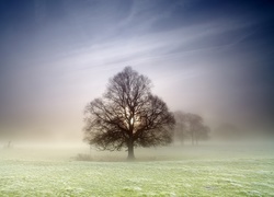 Mgła, Drzewo, Łąka
