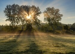 Drzewa na łące w promieniach słonecznych