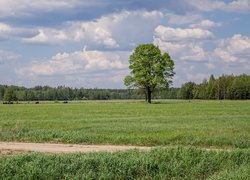 Łąki, Pastwisko, Krowy, Drzewa, Droga