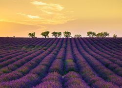 Francja, Prowansja, Valensole, Pole, Lawenda, Drzewa