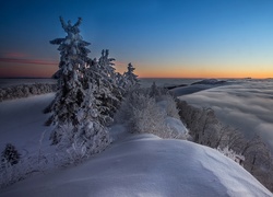 Zima, Wzgórze, Drzewa, Śnieg, Mgła