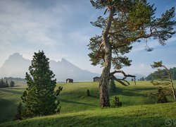 Zamglone, Góry, Alpy, Domki, Płaskowyż Seiser Alm, Drzewa, Wzgórza, Dolomity, Włochy