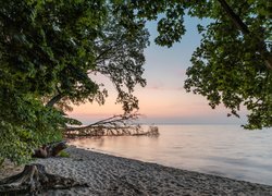 Drzewa na plaży i powalone drzewo w morzu