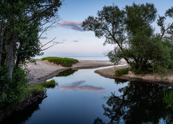 Drzewa na plaży w Havang nad rzeką Verke i zatoką Hanobukten