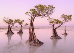 Drzewa na plaży Walakiri Beach na indonezyjskiej wyspie Sumba