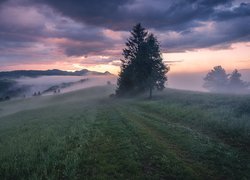 Drzewa na polanie w zamglonych Małych Pieninach