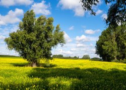 Drzewa na polu kwitnącego rzepaku