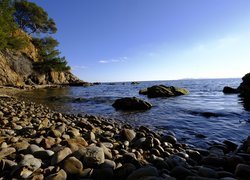 Drzewa na skałach i kamienie na brzegu morza