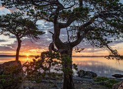 Jezioro, Lake Inari, Drzewa, Zachód słońca, Chmury, Laponia, Finlandia