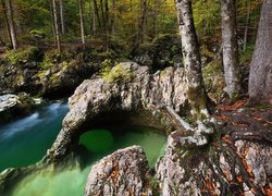 Drzewa na skałach nad leśną rzeką