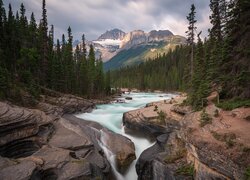 Drzewa na skałach nad rzeką Mistaya River i góry Canadian Rockies