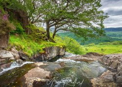 Drzewa na skałach nad rzeką w Parku Narodowym Snowdonia