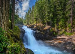 Stany Zjednoczone, Waszyngton, Park Narodowy Mount Rainier, Las, Wodospad, Silver Falls, Drzewa, Roślinność