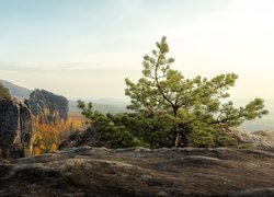 Jesień, Skały, Drzewo, Sosna, Góry Połabskie, Park Narodowy Saskiej Szwajcarii, Niemcy