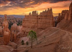 Drzewa na skałach w Parku Narodowym Bryce Canyon