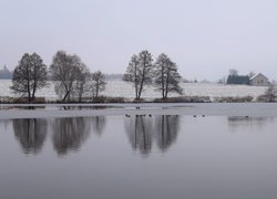 Drzewa na skraju ośnieżonego pola i kaczki na zamarzającym jeziorze