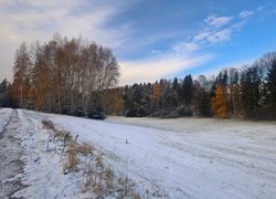 Drzewa na skraju ośnieżonej łąki