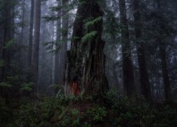 Las, Drzewa, Mundy Park, Coquitlam, Kolumbia Brytyjska, Kanada