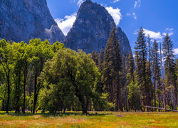 Dolina Yosemite, Kwiaty, Trawa, Drzewa, Góry, Park Narodowy Yosemite, Kalifornia, Stany Zjednoczone