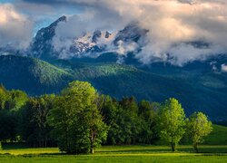 Drzewa na tle zamglonych Alp Berchtesgadeńskich