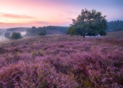 Wrzosowisko, Wschód słońca, Poranek, Drzewo, Mgła, Park Narodowy Veluwezoom, Prowincja Geldria, Holandia