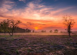 Wrzosowisko, Łąka, Drzewa, Zachód słońca, Kolorowe, Niebo, Someren Heide, Brabancja Północna, Holandia