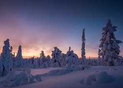 Finlandia, Laponia, Wzgórze Kuertunturi, Zima, Ośnieżone, Drzewa, Zachód słońca