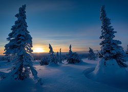 Finlandia, Region Laponia, Gmina Posio, Park Narodowy Riisitunturi, Zima, Zachód słońca, Ośnieżone, Drzewa, Świerki