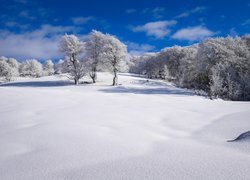 Drzewa na zaśnieżonym polu