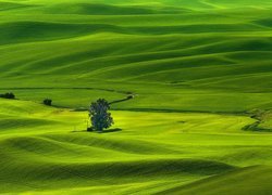 Wzgórza, Drzewa, Łąki, Pola, Region Palouse, Whitman County, Stan Waszyngton, Stany Zjednoczone