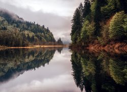 Drzewa nad bawarskim jeziorem Bergsee