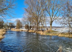 Drzewa nad brzegiem rzeki zimową porą