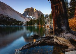 Drzewa nad jeziorem Big Pine Lakes w górach Sierra Nevada