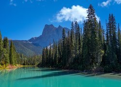 Drzewa nad jeziorem Emerald Lake