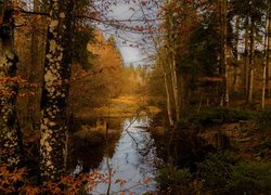 Drzewa nad jeziorem jesienną porą