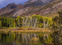 Drzewa nad jeziorem Lundy Lake u podnóża gór w Kalifornii