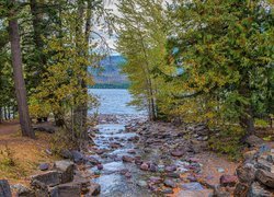 Drzewa, Jezioro, Lake McDonald, Kamienie, Park Narodowy Glacier, Montana, Stany Zjednoczone