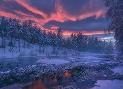 Zima, Drzewa, Las, Jezioro, Wschód słońca, Chmury, Gmina Ringerike, Norwegia