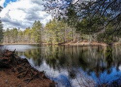 Jezioro, Peppers Mill Pond, Drzewa, Korzenie, Ware, Massachusetts, Stany Zjednoczone