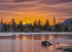 Stany Zjednoczone, Kolorado, Park Narodowy Gór Skalistych, Jezioro, Spraque Lake, Drzewa, Wschód słońca, Konar