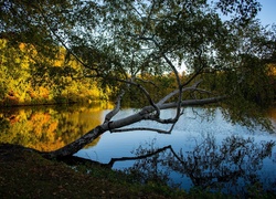Drzewa nad jeziorem w Roger Williams Park w Providence