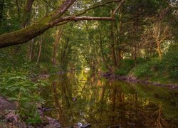 Las, Rzeka, Skarpy, Pochylone, Drzewo, Rośliny