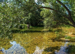 Chorwacja, Rzeka Cetina, Drzewa, Pochylone, Drzewo,  Kamienie