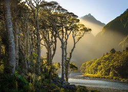 Nowa Zelandia, Góry, Przebijające światło, Drzewa, Rzeka, Cleddau River, Park Narodowy Fiordland