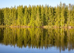 Drzewa nad rzeką Kokemaenjoki w Finlandii